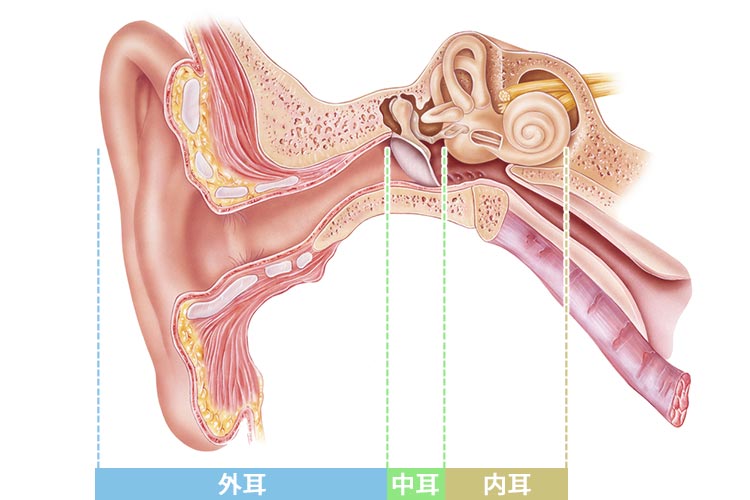 外耳、中耳、内耳